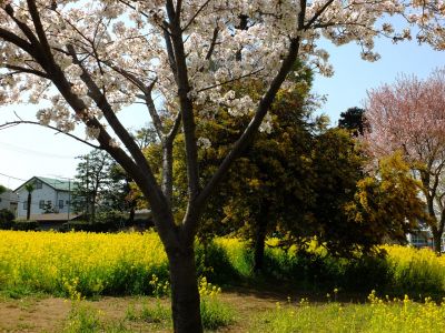 川和町駅前の菜の花畑（シドモア桜）

