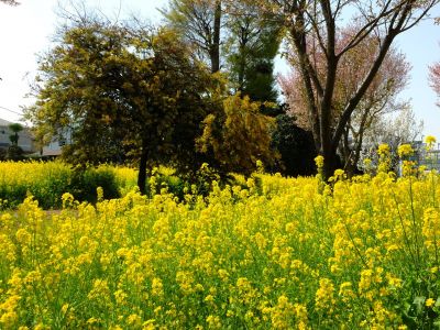 川和町駅前の菜の花畑（ミモザ）
