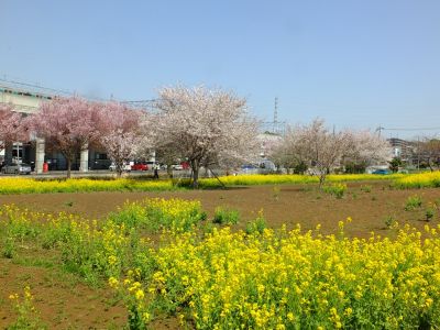 川和町駅前の菜の花畑
