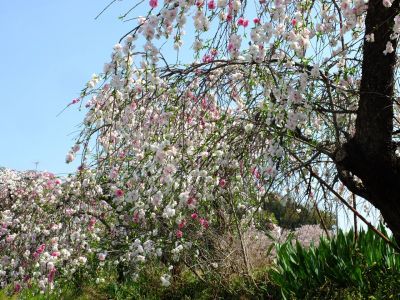 川和町駅前の菜の花畑（花桃）
