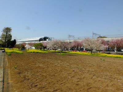 川和町駅前の菜の花畑
