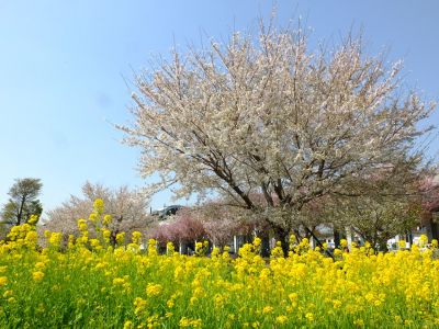 川和町駅前の菜の花畑
