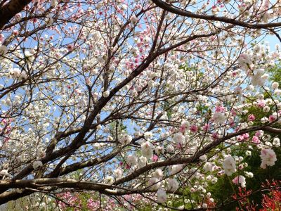 川和市民の森の近く（花桃）

