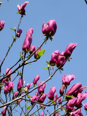 妙蓮寺（木蓮の花）
