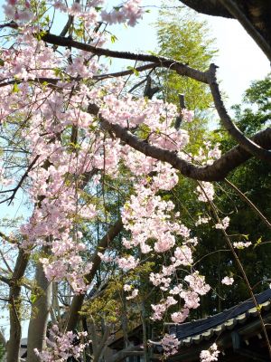 妙蓮寺（枝垂れ桜）
