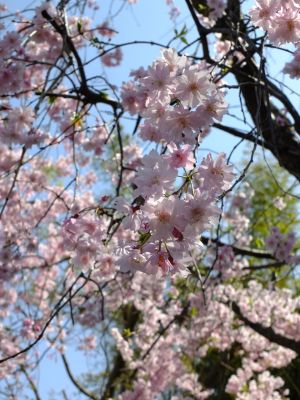 妙蓮寺（枝垂れ桜）
