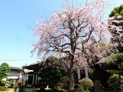 妙蓮寺（枝垂れ桜）
