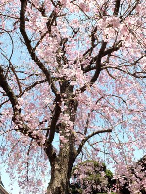 妙蓮寺（枝垂れ桜）
