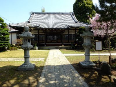 妙蓮寺（枝垂れ桜）
