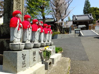 妙蓮寺（染井吉野）
