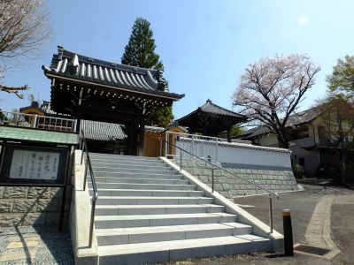 妙蓮寺（染井吉野）
