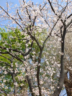 妙蓮寺（染井吉野）
