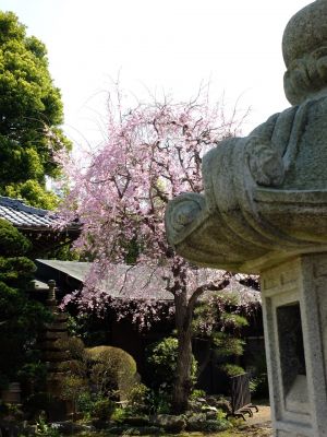 妙蓮寺（枝垂れ桜）
