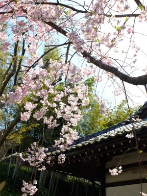 妙蓮寺（枝垂れ桜）
