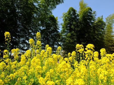 妙蓮寺（菜の花）

