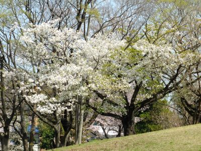 月出松公園（大島桜）
