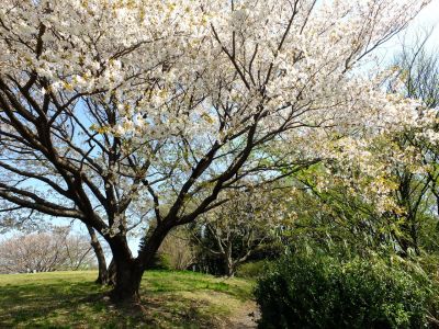 月出松公園（ヤマザクラ）
