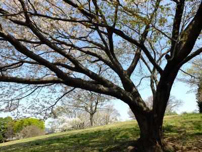 月出松公園（ヤマザクラ）
