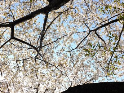 月出松公園（ヤマザクラ）
