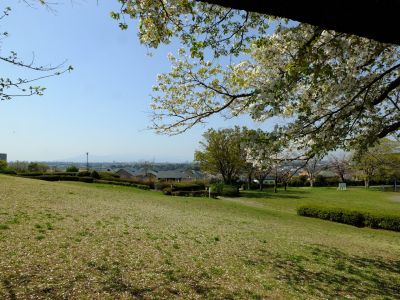 月出松公園（染井吉野・大島桜）
