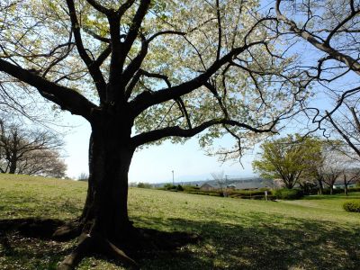 月出松公園（染井吉野・大島桜）
