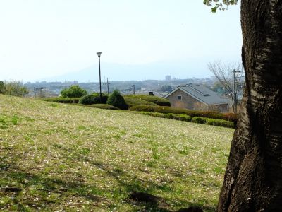 月出松公園（染井吉野・大島桜）
