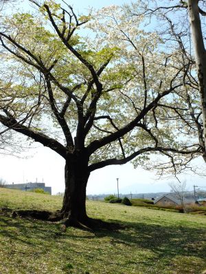 月出松公園（染井吉野・大島桜）
