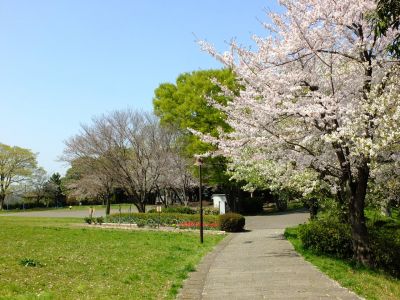 月出松公園（染井吉野・大島桜）
