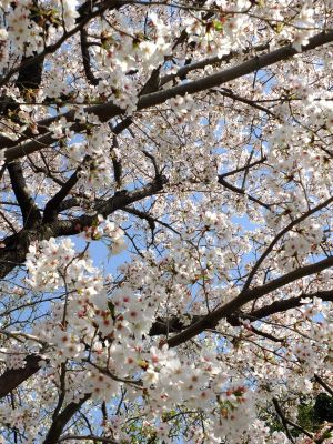 月出松公園（染井吉野）
