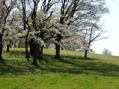 月出松公園（染井吉野・大島桜）
