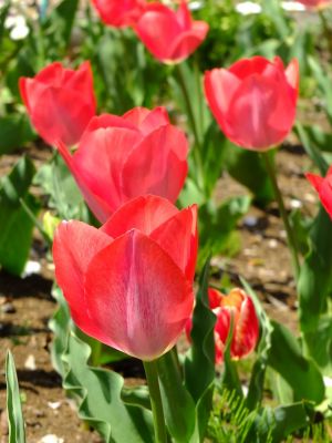 月出松公園（チューリップ）
