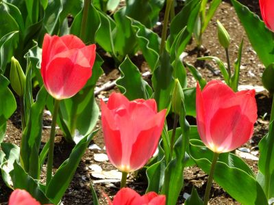 月出松公園（チューリップ）
