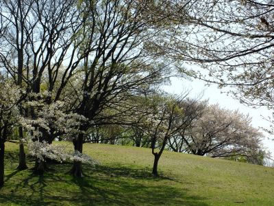 月出松公園（染井吉野・大島桜）
