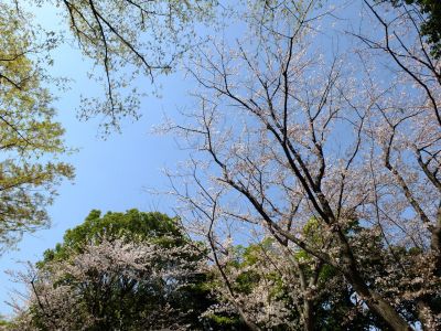 月出松公園（染井吉野・大島桜）
