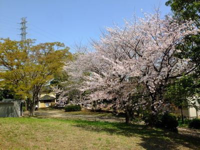 川和富士公園（染井吉野）
