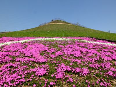 川和富士公園（芝桜）
