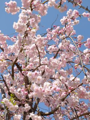 川和富士公園（枝垂れ桜）
