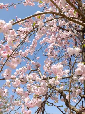 川和富士公園（枝垂れ桜）
