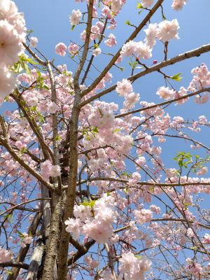 川和富士公園（枝垂れ桜）
