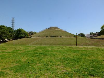 川和富士公園（染井吉野）
