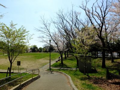 川和富士公園（染井吉野）
