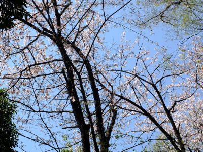 旧出光グランドの染井吉野
