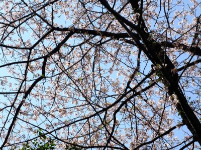 旧出光グランドの染井吉野
