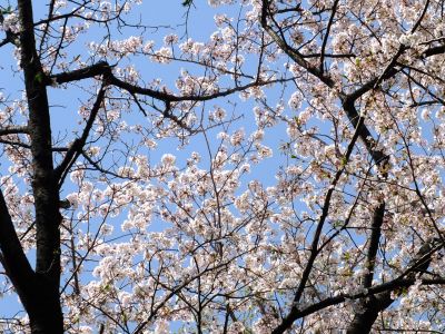 旧出光グランドの染井吉野
