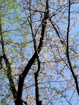 旧出光グランドの染井吉野
