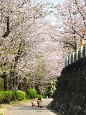 旧出光グランドの染井吉野
