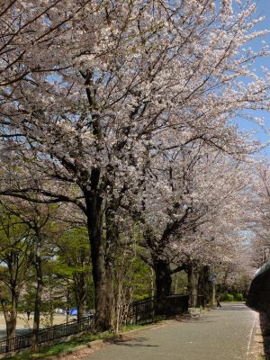 旧出光グランドの染井吉野
