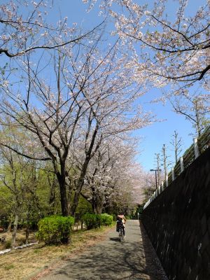 旧出光グランドの染井吉野
