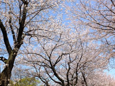 旧出光グランドの染井吉野
