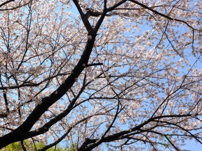 旧出光グランドの染井吉野
